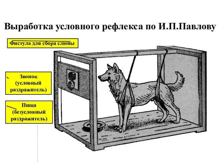 Выработка условного рефлекса по И.П.Павлову Фистула для сбора слюны Звонок (условный раздражитель) Пища (безусловный раздражитель)