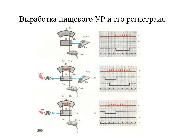 Выработка пищевого УР и его регистраия