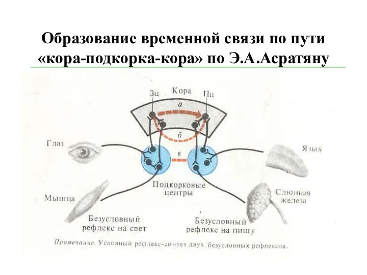 Образование временной связи по пути «кора-подкорка-кора» по Э.А.Асратяну
