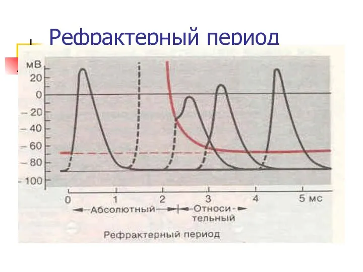 Рефрактерный период