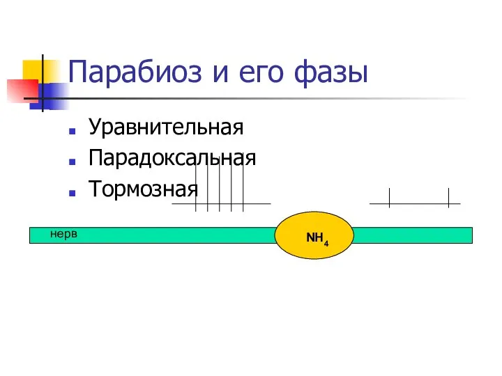 Парабиоз и его фазы Уравнительная Парадоксальная Тормозная NH4 нерв