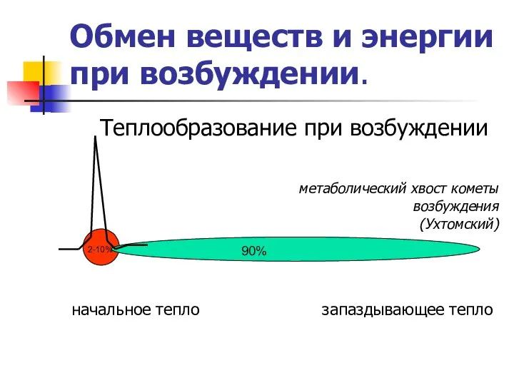 Обмен веществ и энергии при возбуждении. Теплообразование при возбуждении метаболический хвост