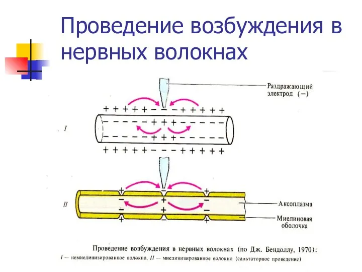 Проведение возбуждения в нервных волокнах