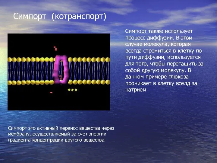 Симпорт (котранспорт) Симпорт также использует процесс диффузии. В этом случае молекула,