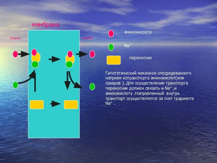 снаружи снаружи мембрана внутри аминокислота Na+ переносчик Гипотетический механизм опосредованного натрием