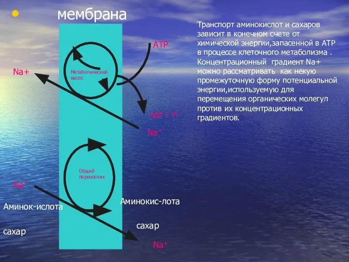 мембрана Метаболический насос АТР АДР + Рi Na+ Na+ Общий переносчик