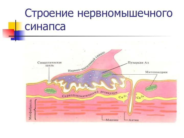 Строение нервномышечного синапса