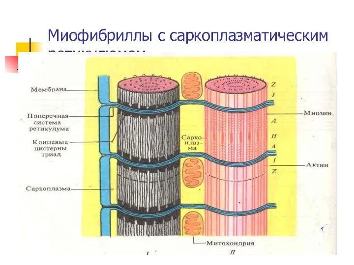 Миофибриллы с саркоплазматическим ретикулюмом