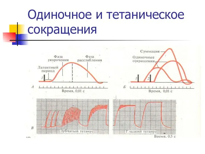 Одиночное и тетаническое сокращения