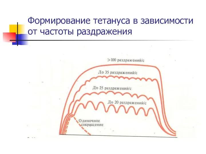 Формирование тетануса в зависимости от частоты раздражения