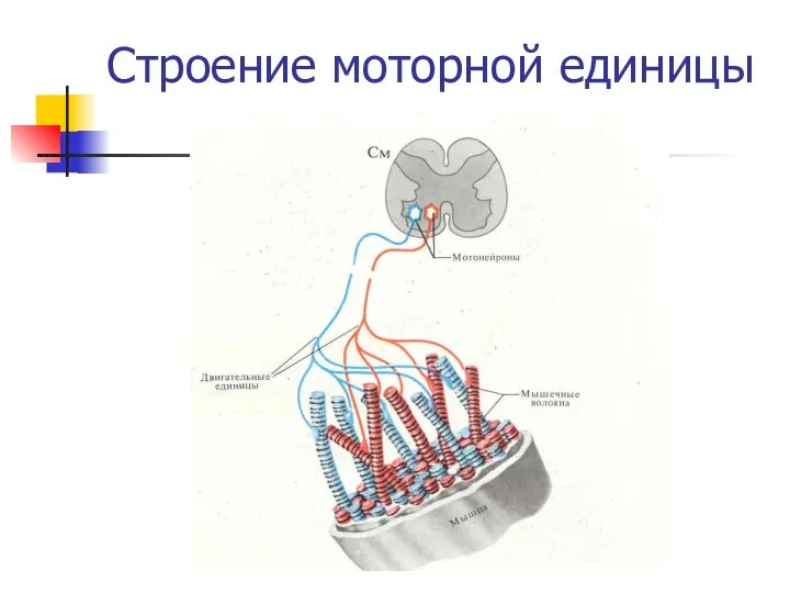 Строение моторной единицы