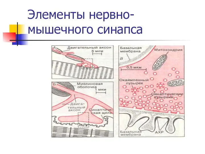 Элементы нервно-мышечного синапса