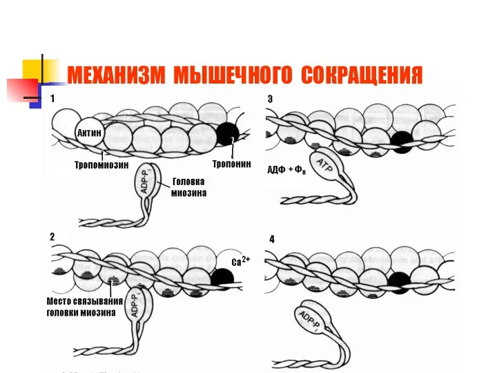 МЕХАНИЗМ МЫШЕЧНОГО СОКРАЩЕНИЯ