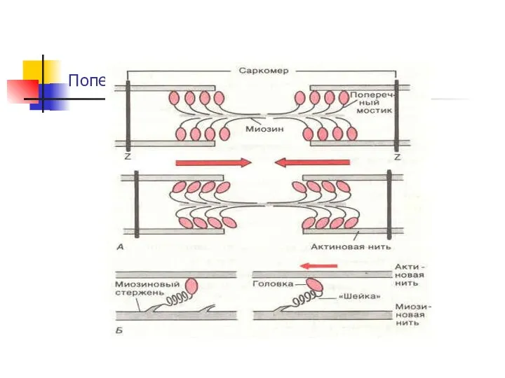 Поперечные мостики и механизм сокращения