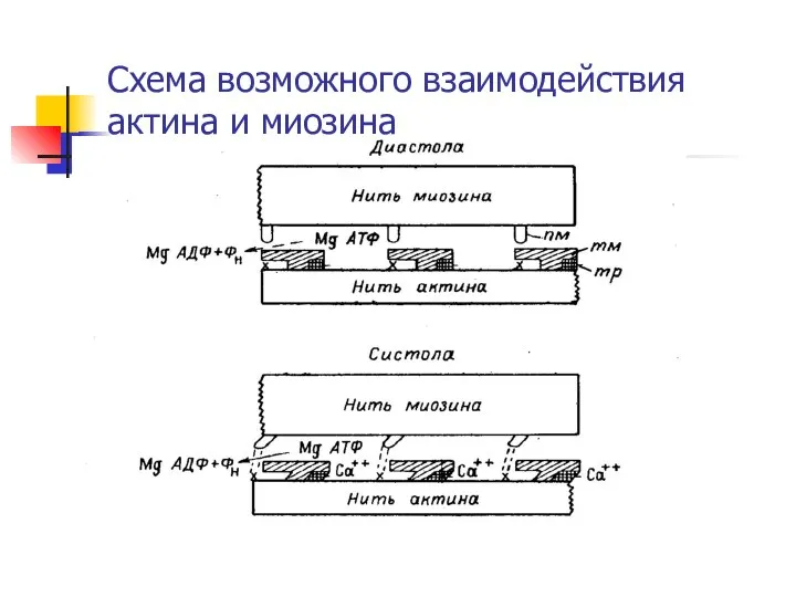 Схема возможного взаимодействия актина и миозина