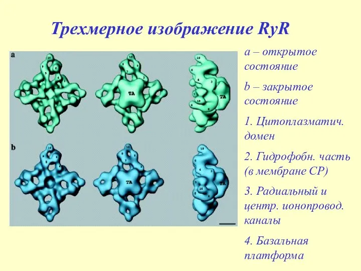 Трехмерное изображение RyR a – открытое состояние b – закрытое состояние