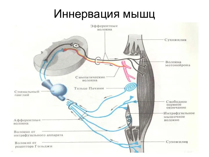 Иннервация мышц