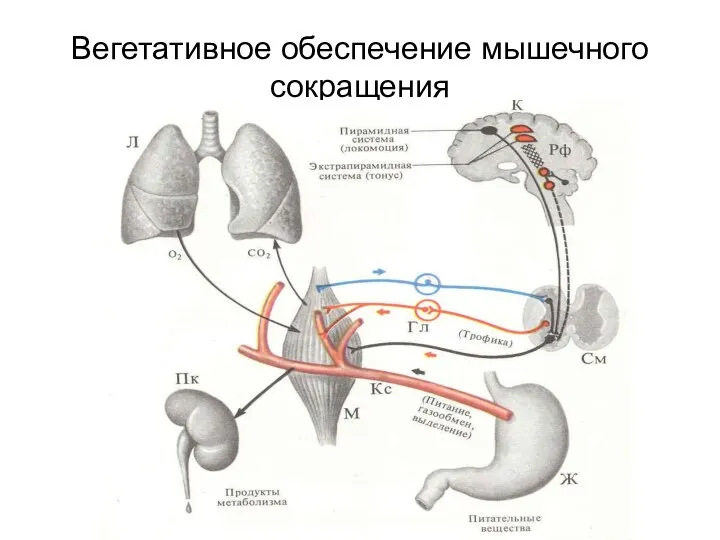 Вегетативное обеспечение мышечного сокращения