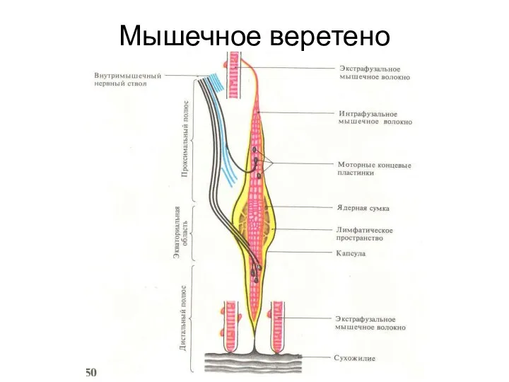 Мышечное веретено