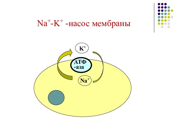 Na+-K+ -насос мембраны Na+ K+ АТФ -аза