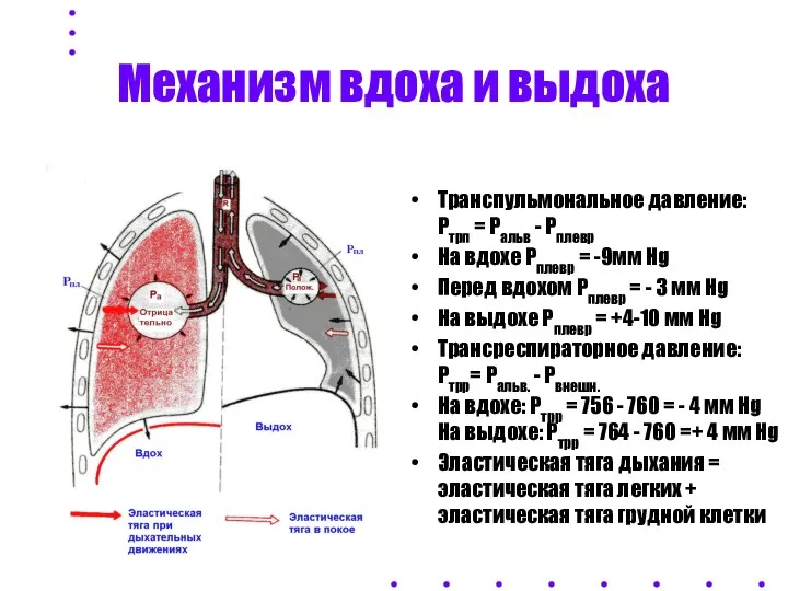 Механизм вдоха и выдоха Транспульмональное давление: Ртрп = Ральв - Рплевр