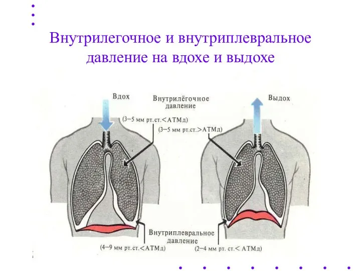 Внутрилегочное и внутриплевральное давление на вдохе и выдохе