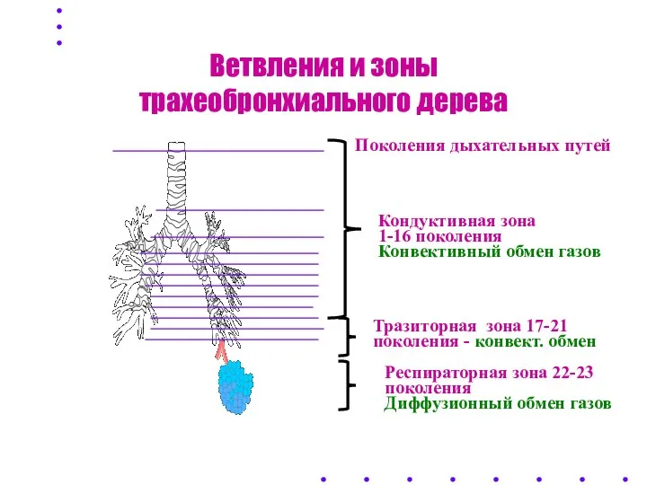 Ветвления и зоны трахеобронхиального дерева Поколения дыхательных путей Кондуктивная зона 1-16