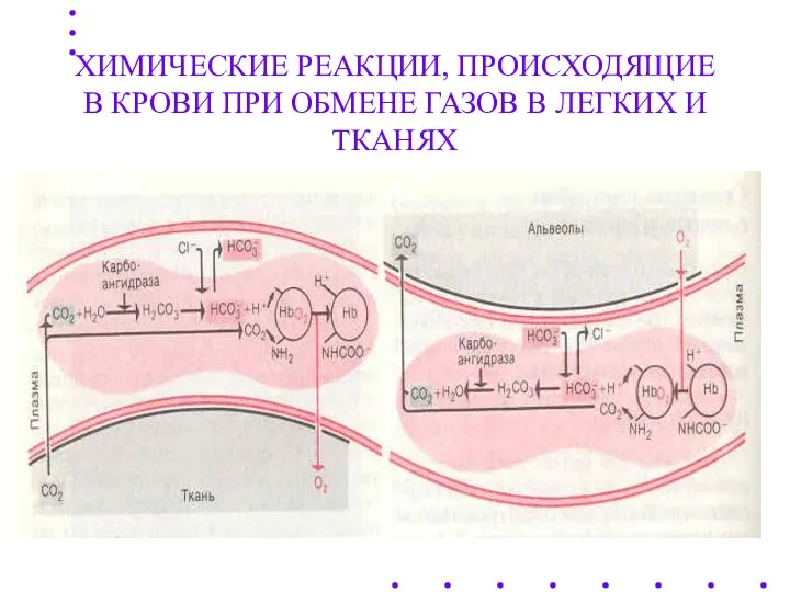 ХИМИЧЕСКИЕ РЕАКЦИИ, ПРОИСХОДЯЩИЕ В КРОВИ ПРИ ОБМЕНЕ ГАЗОВ В ЛЕГКИХ И ТКАНЯХ