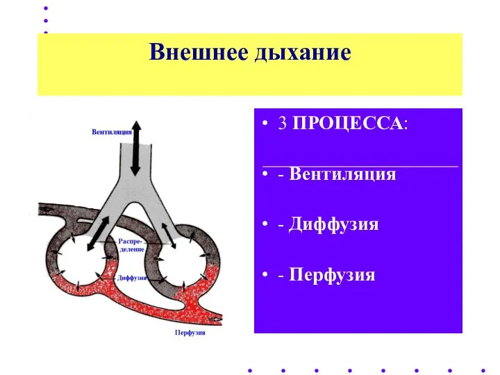 Внешнее дыхание 3 ПРОЦЕССА: - Вентиляция - Диффузия - Перфузия