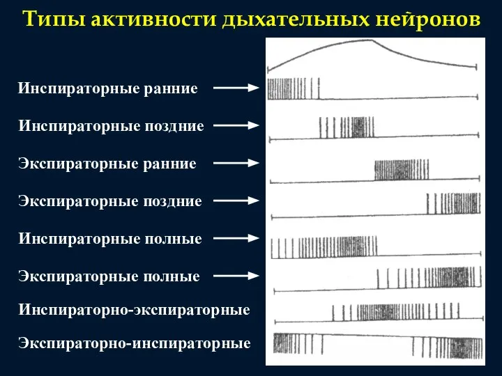 Типы активности дыхательных нейронов Инспираторные ранние Инспираторные поздние Инспираторные полные Экспираторные