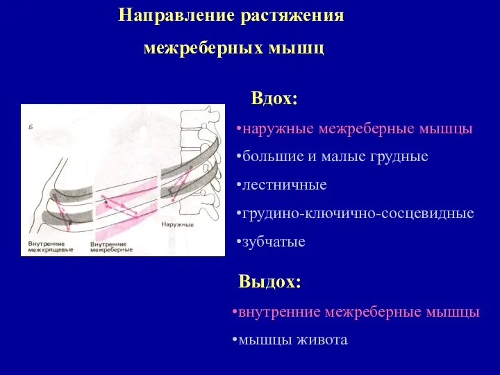 Направление растяжения межреберных мышц Вдох: наружные межреберные мышцы большие и малые