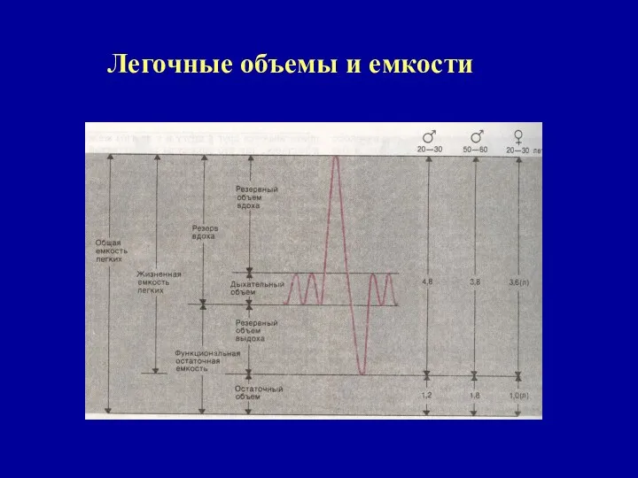 Легочные объемы и емкости