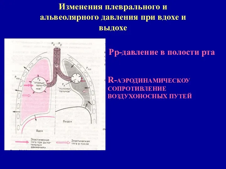 Изменения плеврального и альвеолярного давления при вдохе и выдохе Рр-давление в