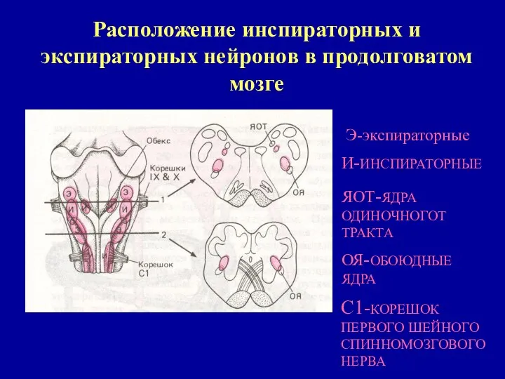 Расположение инспираторных и экспираторных нейронов в продолговатом мозге Э-экспираторные И-ИНСПИРАТОРНЫЕ ЯОТ-ЯДРА