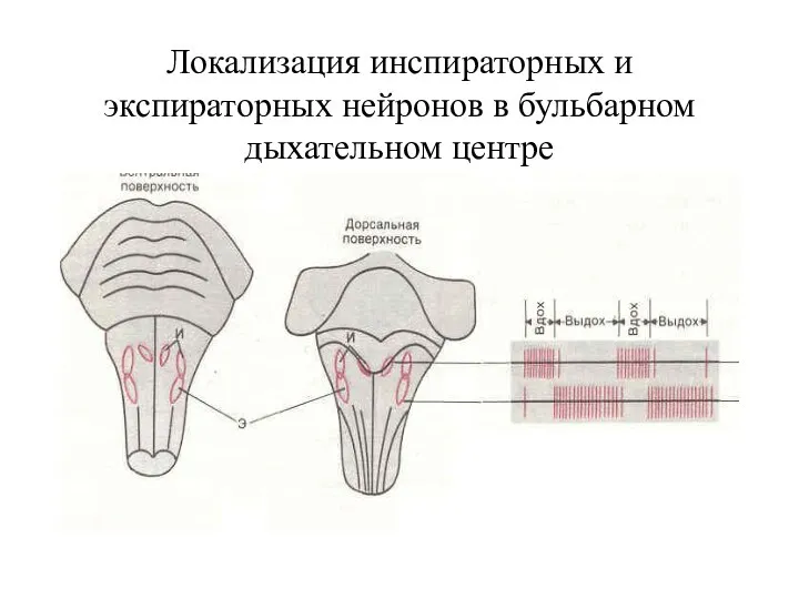 Локализация инспираторных и экспираторных нейронов в бульбарном дыхательном центре