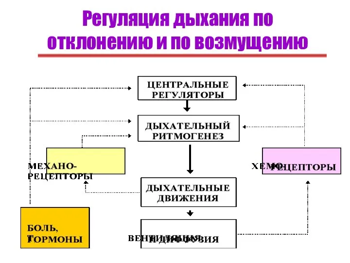 Регуляция дыхания по отклонению и по возмущению