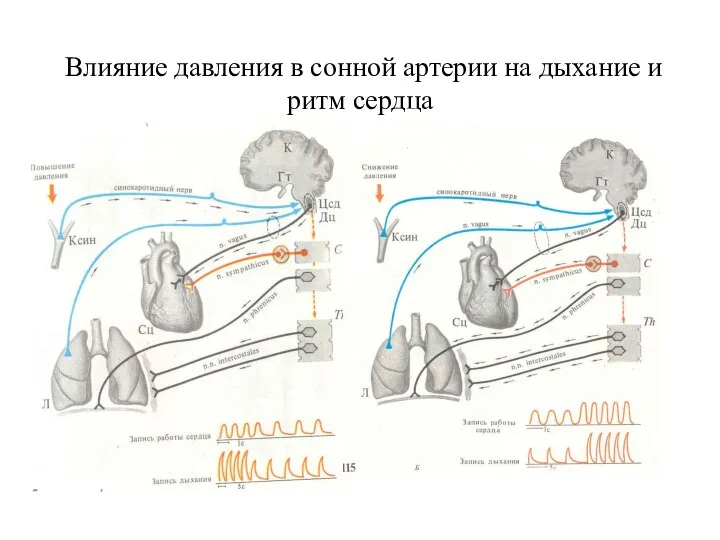 Влияние давления в сонной артерии на дыхание и ритм сердца