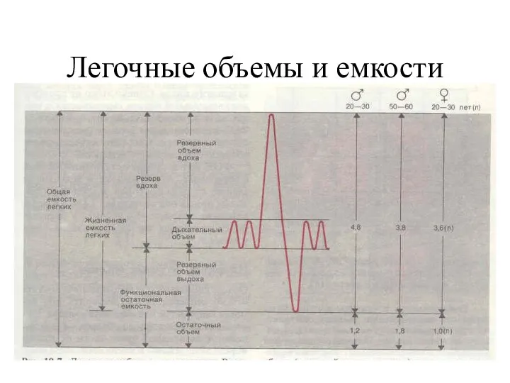 Легочные объемы и емкости