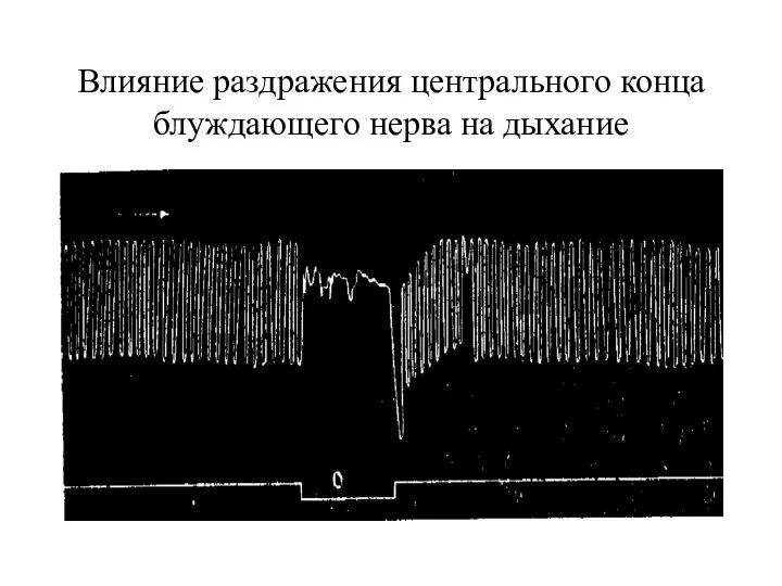 Влияние раздражения центрального конца блуждающего нерва на дыхание