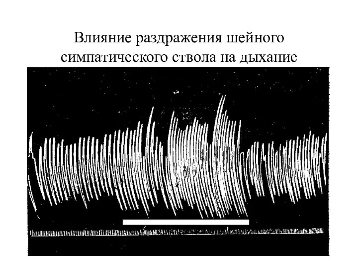 Влияние раздражения шейного симпатического ствола на дыхание