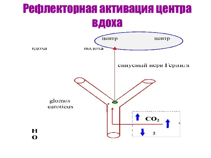 Рефлекторная активация центра вдоха