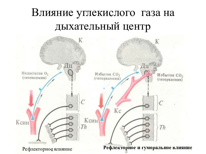 Влияние углекислого газа на дыхательный центр Рефлекторное влияние Рефлекторное и гуморальное влияние