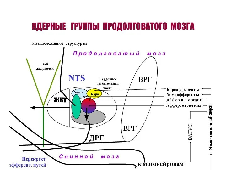 ЯДЕРНЫЕ ГРУППЫ ПРОДОЛГОВАТОГО МОЗГА ВРГ ДРГ жкт NTS 4-й желудочек Баро