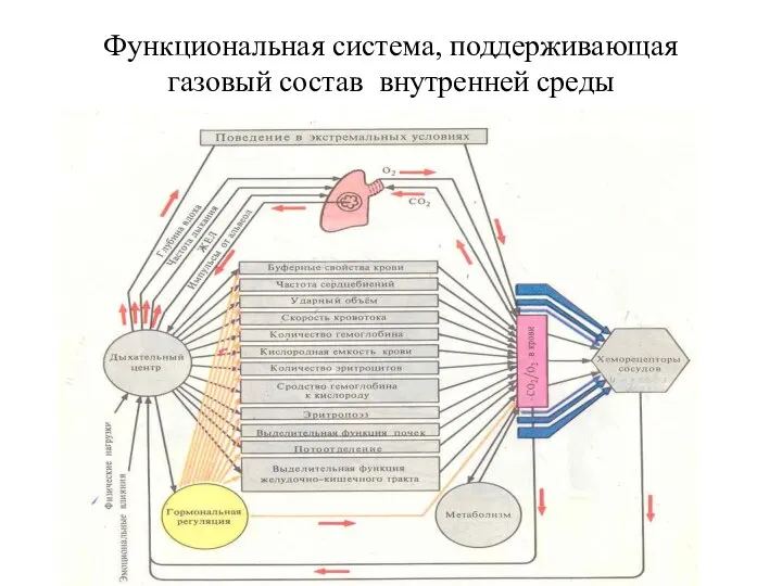 Функциональная система, поддерживающая газовый состав внутренней среды