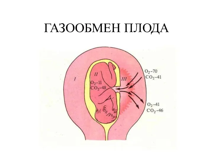 ГАЗООБМЕН ПЛОДА