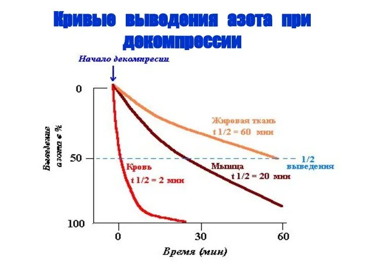 Кривые выведения азота при декомпрессии