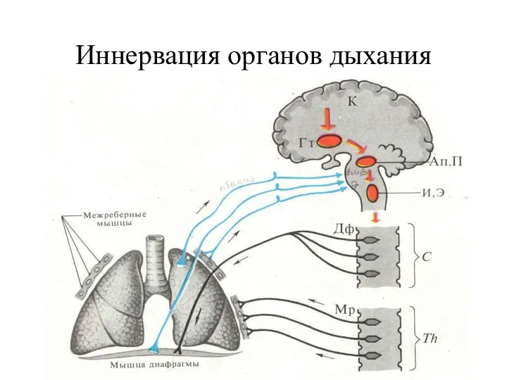 Иннервация органов дыхания