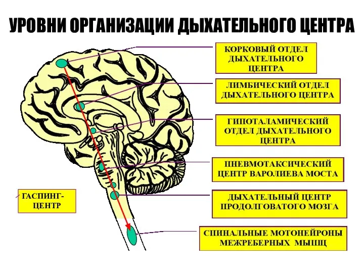 УРОВНИ ОРГАНИЗАЦИИ ДЫХАТЕЛЬНОГО ЦЕНТРА ГАСПИНГ- ЦЕНТР