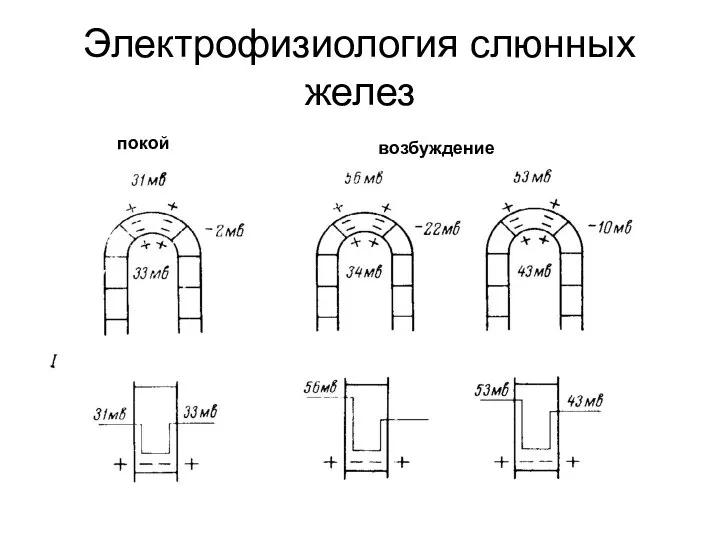 Электрофизиология слюнных желез покой возбуждение