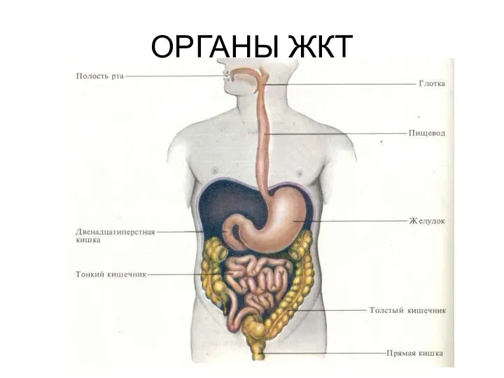 ОРГАНЫ ЖКТ